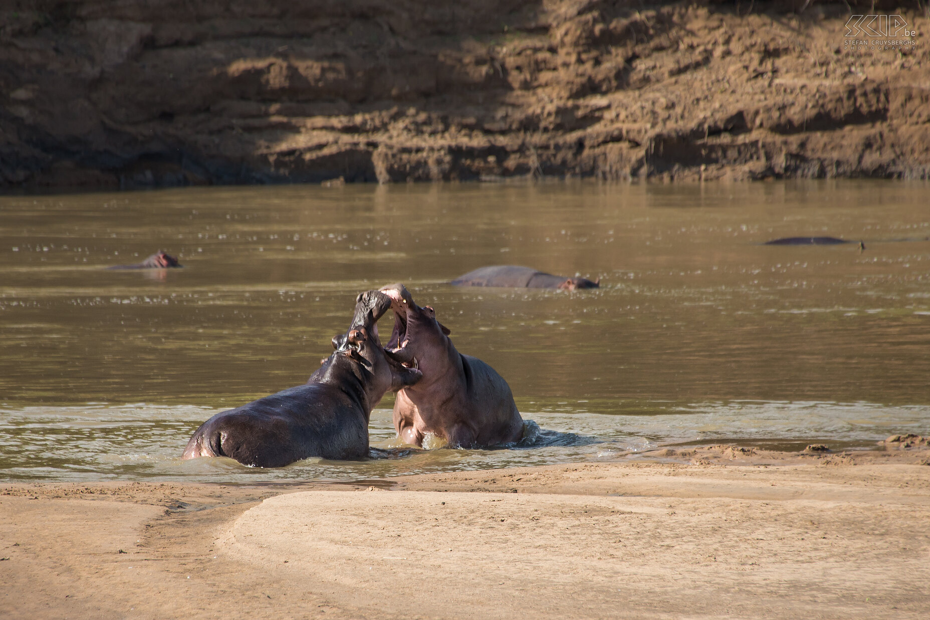 South Luangwa - Vechtende nijlpaarden Vlak voor onze tent aan de lodge waren vaak hele groepen nijlpaarden (Hippo, Hippopotamus amphibius) te zien in de rivier. Tijdens een middag begonnen plots 2 giganten een uur lang met elkaar te vechten. Nijlpaarden kunnen 2 tot 3 ton wegen. Wanneer mannelijke nijlpaarden vechten, gebruiken ze hun snijtanden om aanvallen te blokkeren en hun grote hoektanden om de tegenstander te verwonden. Afrika op z’n best. Stefan Cruysberghs